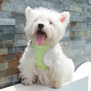 New dog leash vest-style pet chest strap to prevent breaking free cat leash